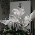 presentazione libro pollone